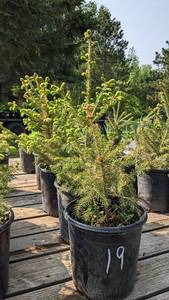 lot 19 image: Norway Spruce, 1.5 - 2 foot tall, Single item