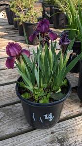 lot 114 image: 1.5 gallon Dwart Purple Bearded Iris