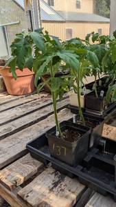 lot 137 image: 1 foot Tomatoes in 4 inch pot, Lot of 2