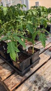 lot 138 image: 1 foot Tomatoes in 4 inch pot, Lot of 2
