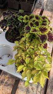 lot 142 image: 4 inch Coleus, Lot of 3