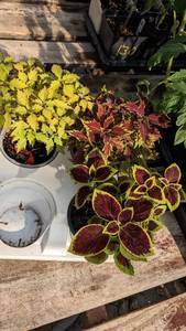 lot 143 image: 4 inch Coleus, Lot of 3