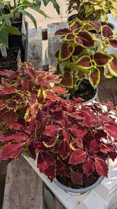 lot 144 image: 4 inch Coleus, Lot of 3