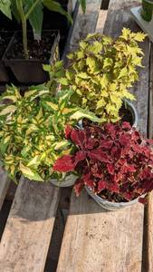 lot 145 image: 4 inch Coleus, Lot of 3