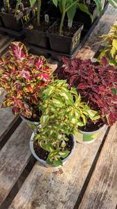 lot 146 image: 4 inch Coleus, Lot of 3