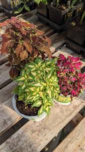 lot 147 image: 4 inch Coleus, Lot of 3