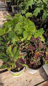 lot 148 image: 4 inch Coleus, Lot of 3