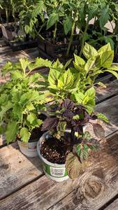 lot 149 image: 4 inch Coleus, Lot of 3