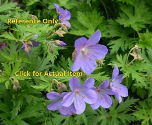 lot 119 image: 1.5 gallon Cranesbill Geranium