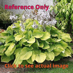 lot 91 image: 1.5 gallon August Moon Hosta