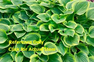 lot 89 image: 1.5 gallon Golden Tiara Hosta