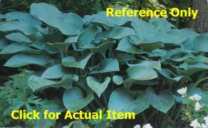 lot 92 image: 1.5 gallon Hosta Krossa Regal