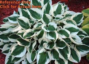lot 90 image: 2 gallon Patriot Hosta