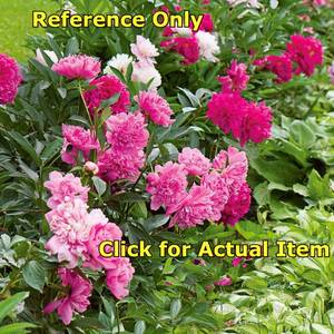 lot 76 image: Assorted Color Peony, Lot of 1 in 2 gallon pot