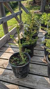 lot 13 image: Norway Spruce, 1.5 - 2 foot tall, Single item