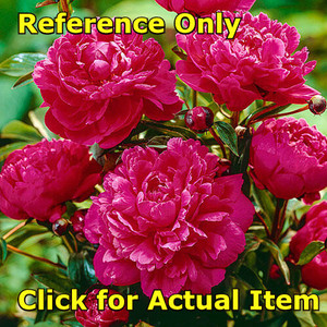 lot 68 image: Red Peony,  Lot of 1 in 2 gallon pot