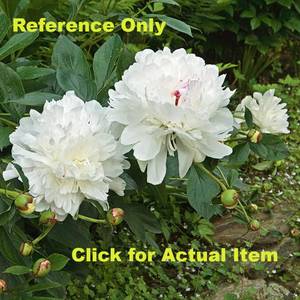 lot 72 image: White Peony,  Lot of 1 in 2 gallon pot