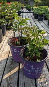 lot 75 image: Pink w Red center Peony, Lot of 1 in 2 gallon pot