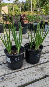 lot 108 image: 1.5 gallon Winter Onion