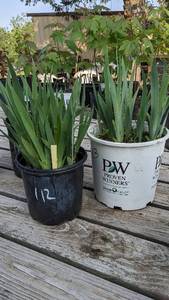 lot 113 image: 2 gallon White Reblooming Bearded Iris