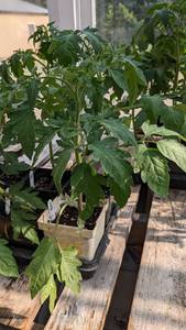 lot 126 image: 1 foot Tomatoes in 4 inch pot, Lot of 2