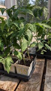 lot 131 image: 1 foot Tomatoes in 4 inch pot, Lot of 2