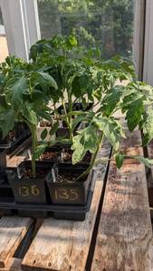 lot 136 image: 1 foot Tomatoes in 4 inch pot, Lot of 2