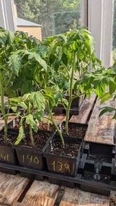 lot 140 image: 1 foot Tomatoes in 4 inch pot, Lot of 2