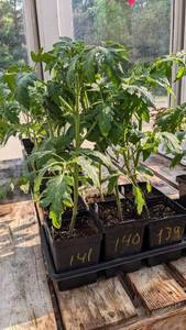lot 141 image: 1 foot Tomatoes in 4 inch pot, Lot of 2