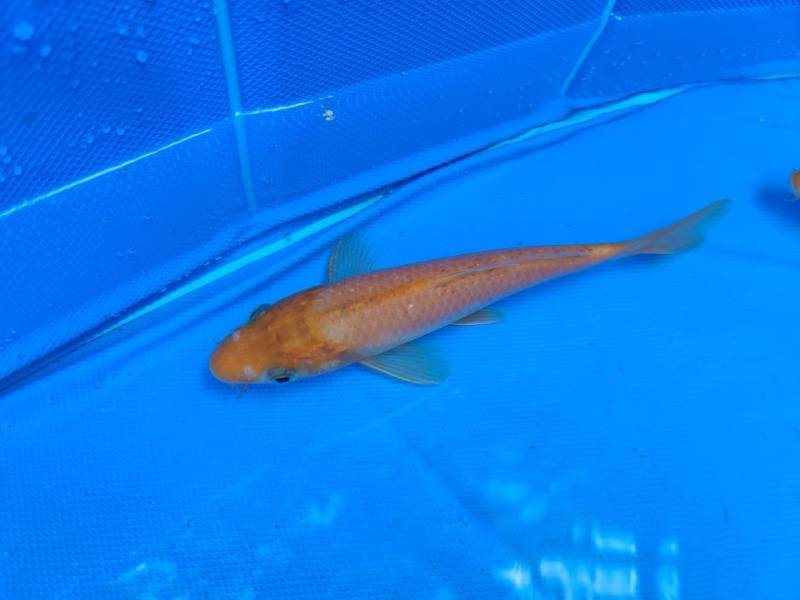 ONSITE Live Exotic Koi Fish Liquidation!! Lots of 2 large, 3 Medium