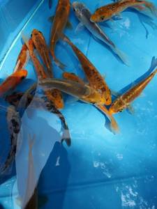 3 Medium Size Koi Fish, selected fr...