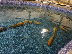 2 Large Koi Fish, selected from a p...