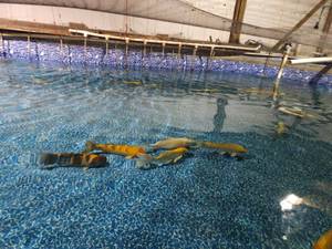 2 Large Koi Fish, selected from a p...