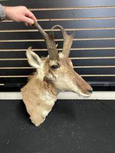 lot 224 image: Antelope mount