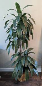 lot 14 image: Potted Faux Dracaena Plant