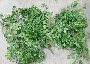 lot 41 image: Group of greenery for dcor