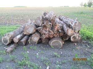 lot 45 image: Pile of loge ready to cut for firew...