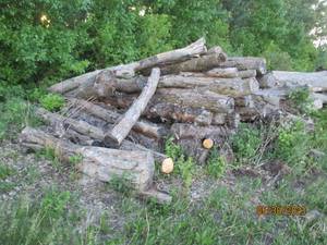 lot 46 image: Choice of 20 logs uncut firewood 8-...