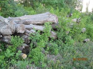 lot 48 image: Choice of 20 logs uncut firewood 8-...