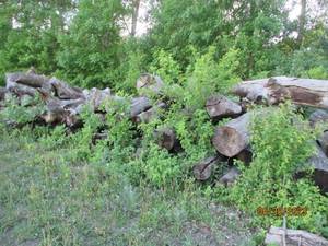 lot 49 image: Choice of 20 logs uncut firewood 8-...