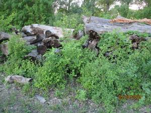 lot 50 image: Choice of 20 logs uncut firewood 8-...