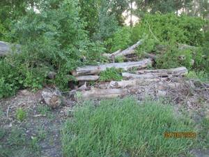 lot 51 image: Choice of 20 logs uncut firewood 8-...