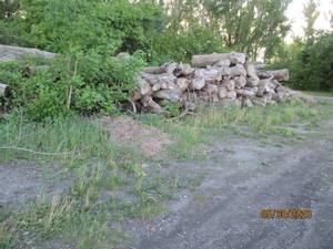 lot 52 image: Choice of 20 logs uncut firewood 8-...