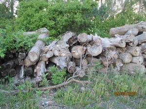 lot 53 image: Choice of 20 logs uncut firewood 8-...
