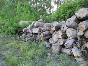 lot 55 image: Choice of 20 logs uncut firewood 8-...