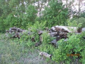 lot 58 image: Choice of 20 logs uncut firewood 8-...