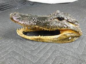 lot 258 image: Aligator head