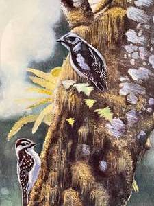 lot 12 image: Woodpecker Framed Print