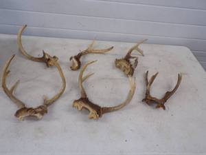 lot 73 image: Deer Antlers