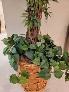 lot 297 image: Lush Silk Ficus Tree with Basket Planter
